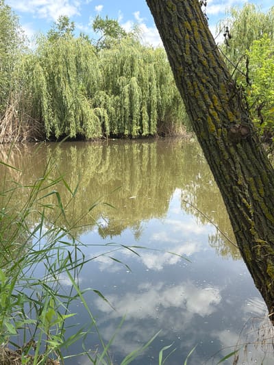 The image depicts a natural scene with a body of water, likely a river or pond, in the foreground. On the left side of the frame, tall green grasses and reeds are visible. The water's surface reflects the sky, which is partly cloudy with a blue hue. A thick tree trunk, leaning into the frame from the right, is prominent, its bark textured and partially covered in moss. In the background, a dense line of weeping willow trees creates a lush green canopy. The overall environment suggests a tranquil, undeveloped area. The location is identified as Ust'-Dzhigutinka, Russia.