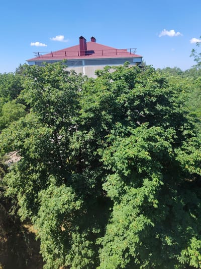 This image, taken in the city of Loris, Russia, shows a building with a red metal roof and two chimneys, partially obscured by dense green trees. The building appears to be made of concrete or plaster and has some sort of railing or structure on the roof. The trees are lush and full, with visible leaves and some small, yellow, round objects that could be fruit or flowers. The sky is a clear blue with a few white clouds. The overall scene suggests a sunny day in a semi-urban or suburban environment with a lot of greenery.