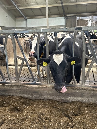 A black and white Holstein Friesian cow is leaning over a metal barrier in a barn. Its tongue is extended, touching its nose. Another cow is visible behind it, with tags on its ears. The barn appears to be a dairy farm, with visible feeding troughs and straw bedding. The location is a farm in Wilhelminaoord, Netherlands.
