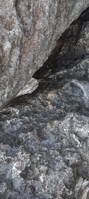 The scene is a close-up, vertically oriented shot of a natural rock formation in the Ziwa La Ng'ombe ward, Kenya. A dark-colored crab is positioned within a shadowed, diagonally oriented crevice, located approximately one-third down from the top and slightly right of center. The crab's carapace and multiple legs are discernible, suggesting it is either stationary or moving within the recess. The surrounding rock surfaces are highly textured and irregular, displaying a mottled pattern of light grey, dark grey, and white, consistent with weathered and eroded stone. No human subjects, man-made objects, or specific actions beyond the crab's presence are depicted. The environment is indicative of a rocky coastal or intertidal zone.