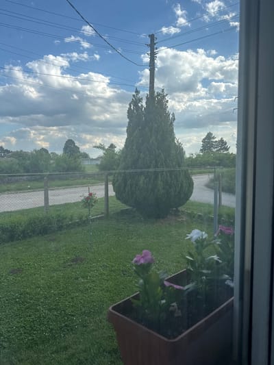 A view through a window in Zheglartsi, Bulgaria reveals an exterior scene. Overhead power lines are visible against a partially cloudy blue sky. A tall, conically shaped tree stands on a grassy lawn. A chain-link fence runs parallel to a paved walkway. A flower pot with flowering plants is positioned within the view from the window. The overall scene suggests a residential or suburban area in Zheglartsi.