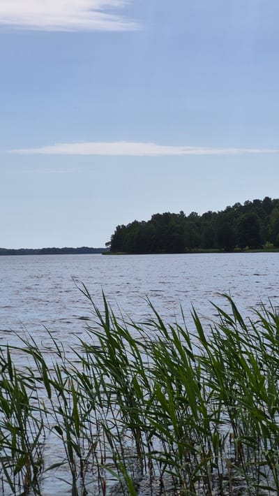 The image depicts a tranquil scene of a body of water, likely a lake, in the vicinity of Rimšas, Latvia. In the foreground, tall green reeds sway gently, their stems partially submerged in the water. The water itself appears calm with subtle ripples. Beyond the reeds, the expanse of the lake stretches towards a tree-lined shore in the midground. The trees form a dense, dark green border along the land, with a slight curve suggesting the shape of the coastline. The sky above is a pale blue, with thin, wispy white clouds scattered across it. The overall impression is one of natural serenity, with no human presence or activity visible. The lighting suggests it is daytime, possibly late morning or early afternoon, with soft, diffused sunlight. The environment is natural and undeveloped, characteristic of the Latvian countryside.