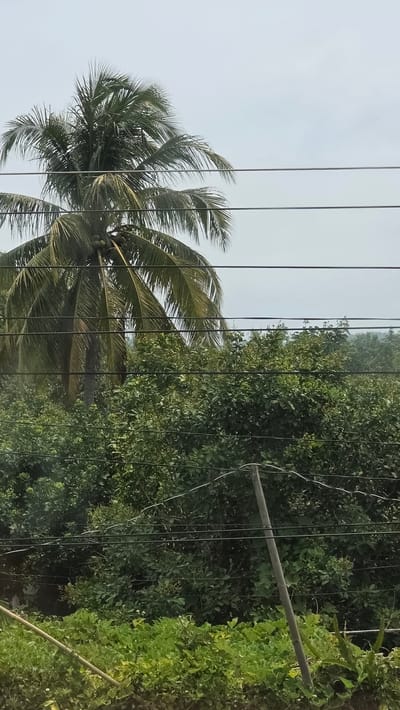 The image, likely taken in Đăk La, Vietnam, shows a daytime scene with a view dominated by foliage and utility infrastructure. A coconut palm tree is prominent on the left side, its fronds extending towards the sky. Its trunk and coconuts are partially obscured by vertical power lines. To the right of the power lines is a dense collection of trees and greenery. A weathered gray pole extends diagonally from the top right corner into the foliage, and more of the same greenery grows around the pole. Above the trees, the sky is a pale, uniform color. There is no explicit evidence of people, other objects, interactions, or actions in the scene.