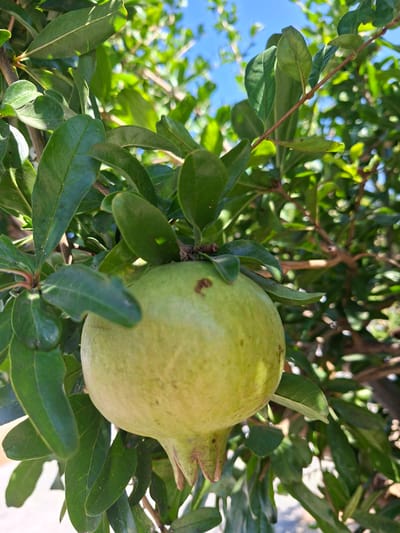 A close-up, eye-level shot shows a young, green pomegranate hanging from a branch, surrounded by its dark green leaves. The pomegranate is roughly spherical with a slightly textured, pale green skin, and its calyx, the star-shaped crown of sepals, is visible at the top. Sunlight filters through the dense foliage, creating dappled light and shadows on the fruit and leaves. The background is a soft blur of more green leaves, branches, and a hint of bright blue sky, suggesting an outdoor setting bathed in natural light. The overall impression is one of growth and early development, with the unripe fruit nestled securely within its leafy embrace. The image captures a tranquil moment in nature, highlighting the delicate stages of fruit formation.