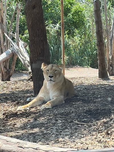 A lioness lies on a dirt and leaf-covered ground in what appears to be an enclosure with trees and branches. The exact location in San Pedro Zacachimalpa, Mexico, is unclear. No people are visible. The lioness is the primary subject.