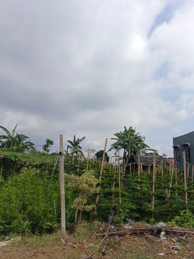 The scene depicts an outdoor environment in Maw Hit, Myanmar, under an overcast sky with visible cloud cover. The foreground consists of reddish-brown earth with sparse dry vegetation and scattered refuse, including plastic bags and various debris, primarily on the right side. A light-colored bamboo pole stands vertically in the center-left, with horizontal lines or wires extending from it, supporting climbing green vegetation. The midground features a cultivated plot containing numerous small, dense evergreen trees, each individually supported by a vertical bamboo stake. Behind this cultivated area, several mature banana trees with large green leaves are visible. In the background, a small, rustic structure with a dark, possibly thatched roof is partially obscured by foliage to the left of center, and a modern, dark grey multi-story building with multiple distinct windows is situated on the far right. No individuals are present in the image.
