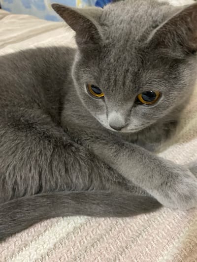 A close-up, eye-level shot captures a grey cat with striking amber eyes resting on a textured cream-colored surface. The cat's gaze is directed downwards and to the right, with its body curled inwards and one paw extended across its chest. The background features a blurred pattern of light blue and white. The image does not provide any information or visual cues to determine its location within Kocasinan, Turkey.