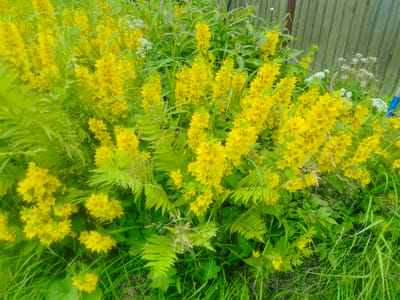 The image displays a close-up view of a vibrant cluster of yellow flowers, specifically Lysimachia punctata (Dotted Loosestrife), situated amidst lush green foliage and ferns. The flowers are characterized by their star-shaped petals and grow in tall, dense spikes. The background features a weathered, light green wooden fence, suggesting an outdoor setting. The overall impression is one of natural abundance and the blooming of summer flora. This scene is located in Kashino, Russia, where such wild or cultivated plants are common in gardens and natural landscapes. There are no people or animals visible in the image. The lighting suggests it is daytime, possibly overcast or in soft light, as there are no harsh shadows. The composition is dominated by the bright yellow of the flowers and the varying shades of green in the surrounding vegetation.