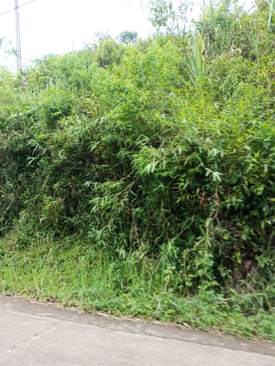 This image, taken in Kandenuwara, Sri Lanka, depicts a densely vegetated roadside embankment under an overcast sky. The lower quarter of the frame shows a gray concrete or asphalt road surface. Immediately above the road, a strip of unkempt green grass and smaller herbaceous plants transitions into a steep embankment. The embankment is entirely covered by a thick, uncultivated expanse of lush green foliage, predominantly consisting of broad-leafed plants, shrubs, and bamboo-like stalks. A dark utility pole is partially visible in the upper left quadrant, extending vertically against a bright, featureless sky at the very top edge of the image. No individuals, animals, or other man-made objects are present within the scene.