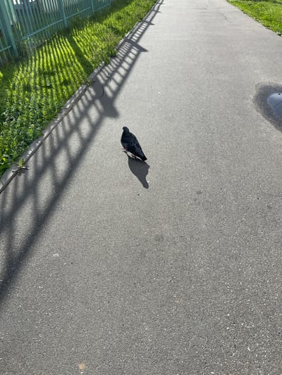 A pigeon stands on a paved surface, casting a shadow. The surface appears to be a pathway or sidewalk. To the left of the pathway, there is a strip of green grass bordered by a light-colored edge, possibly a curb or retaining wall. Beyond the grass, a light green metal fence is visible. The shadow of a fence with a repeating pattern stretches across the pathway and the grass. The scene is illuminated by bright sunlight, suggesting it is daytime. The sky is not visible in the frame, but the strong shadows indicate clear weather. The overall setting appears to be an outdoor public space, possibly a park or a street with a green area. No people are visible. No text is legible.