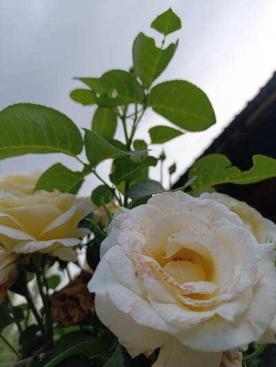 A close-up, low-angle shot captures several roses in bloom. The prominent rose in the foreground is white with delicate pink speckles on its petals, and its center is a soft yellow. To the left, another rose, primarily yellow, is partially visible. The roses are surrounded by lush green leaves, some of which show signs of damage with torn edges. Above the roses, the sky is overcast, suggesting a cloudy day. In the upper right corner, a dark, out-of-focus object, possibly a roof or building, creates a strong silhouette against the bright sky. The scene appears to be outdoors, likely in a garden or natural setting. The overall mood is serene, focusing on the natural beauty of the flowers. The time of day is ambiguous due to the overcast sky, but the lighting suggests it could be daytime. There is no visible text in the image.
