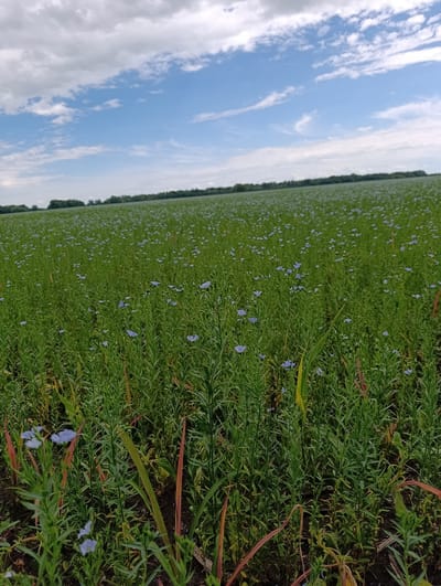 This media file depicts a vast field of green plants with scattered small blue flowers, likely flax, under a cloudy sky with patches of blue. The perspective is low to the ground, looking out across the field towards a distant tree line. The plants are dense and appear to be in full bloom. The time of day appears to be daytime, possibly late morning or early afternoon, given the brightness of the scene and the cloud formations. The weather is partly cloudy, with fluffy white clouds interspersed with blue sky. The ground is dark earth, visible in the foreground. The scene is a natural landscape, likely a rural agricultural setting in Verkh-Chumanka, Russia, as suggested by the location context. There are no people or man-made objects clearly visible in the image, emphasizing the natural beauty of the field. The overall mood is serene and peaceful, showcasing a flourishing natural environment. There is no visible text in the image.