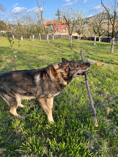 A large, long-haired dog, possibly a German Shepherd or a mix, is the central subject of this image. The dog has a grey and tan coat with darker markings and is captured mid-action, holding a thick, dark brown stick firmly in its mouth. Its head is tilted upwards, and its mouth is open wide around the stick, suggesting playful engagement. The dog is lying on its side, but its front paws are braced, giving it an active, dynamic pose.
The scene is an outdoor, brightly lit grassy area, likely a garden or orchard, set in Drinovo, Bulgaria. The grass is lush and green, with some patches appearing drier, typical of a natural field. In the background, a row of mature trees with abundant white blossoms signifies springtime. These trees appear to be fruit trees, some of which have white paint on their lower trunks, a common practice in orchards. Beyond the trees, a building with a distinctive reddish-orange tiled roof is partially visible under a clear, bright blue sky with a few wispy white clouds.
The strong sunlight creates distinct shadows, indicating it is daytime, likely late morning or afternoon. The overall atmosphere is one of joyful outdoor activity in a serene, rural setting during a pleasant spring day. There is no visible text in the image.