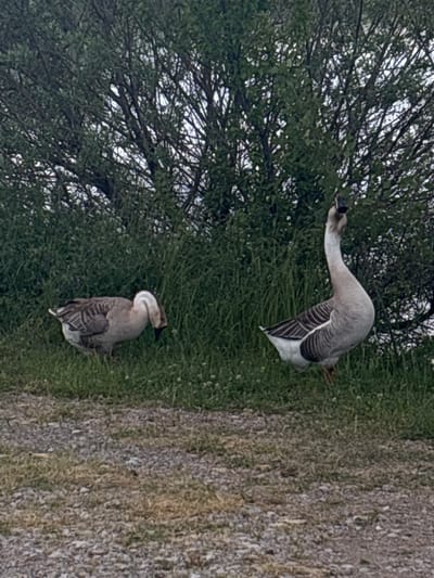 Two gray geese are situated on a patch of green grass in Begunovtsi, Bulgaria. One goose is standing upright with its neck extended, possibly foraging. The other goose is nestled down on the grass. A tree with dense branches and foliage is present to the left. To the right, a dirt or gravel path is visible.