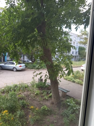 The image captures a view from a window looking out onto a courtyard in Pavlohrad, Ukraine. A large tree with lush green leaves dominates the foreground, its trunk positioned slightly off-center to the right. To the left of the tree, a silver sedan is parked on a paved surface. Beyond the car, a row of buildings with multiple stories and visible windows forms the backdrop. A sidewalk runs along the right side of the frame, bordering a patch of ground with various plants and flowers, including yellow lilies. A wooden bench with a green seat is visible near the base of the tree. The scene appears to be a typical residential area courtyard, with elements of nature and urban infrastructure.