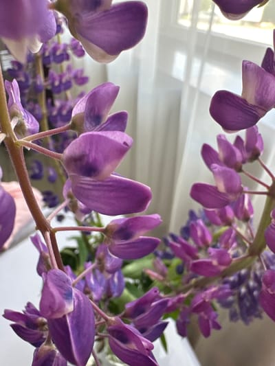 In the city of Inzer, Russia, a close-up shot focuses on a bouquet of purple lupine flowers arranged in a vase. The flowers, with their delicate petals and vibrant hue, are the primary subject, filling the frame with their intricate details. The background is softly blurred, revealing hints of white curtains and the diffused light of a window, suggesting an indoor setting bathed in natural light. The overall scene evokes a sense of natural beauty and tranquility.