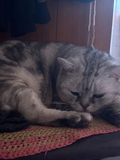 A grey tabby cat is curled up sleeping on a colorful crocheted blanket. The cat's eyes are closed, and its head is resting on its paws. The background appears to be a wooden wall, possibly in a room in Sinzig, Germany. There is a dark fabric hanging in the upper left corner, and a sheer curtain or window covering on the right.