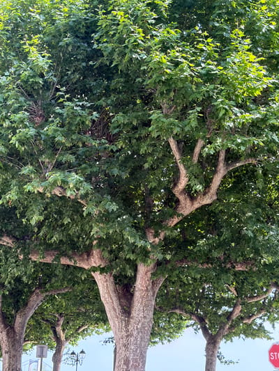 The image displays a dense canopy of lush green trees, primarily composed of large deciduous trees with broad trunks and extensive branching. The sunlight filters through the leaves, creating a dappled effect. In the background, a clear blue sky is visible. Towards the bottom of the frame, several tree trunks are prominent, characterized by textured, light-colored bark. On the left side of the image, a street sign or information board is partially visible. Further to the right, a decorative lamppost with multiple lights stands against the sky. In the far right of the image, a red octagonal STOP sign is clearly visible. The scene appears to be an outdoor urban or park setting. The location is identified as Mercurol-Veaunes, France.
