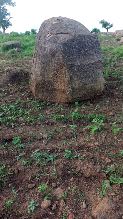 The image depicts a rocky, outdoor scene in Kagarko South, Nigeria, likely during daylight hours under an overcast sky. The central subject is a massive, rough-textured boulder, its weathered surface displaying variations in color from dark grey to reddish-brown. The boulder is positioned on a sloping, uneven terrain.

In the foreground, a field of young, green plants is growing in neat rows across dark, tilled soil. Scattered among the plants are smaller rocks and pebbles. The background reveals more of the hilly landscape, characterized by patches of green grass, other scattered boulders, and a few scattered trees, some with sparse foliage. In the far left, a larger tree with a more substantial trunk and branches is visible. In the mid-right, a lone, slender tree stands on the hill, its branches reaching upwards. The overall impression is one of a natural, rural environment. No people, text, or specific events are discernible. The scene evokes a sense of natural solitude and the rugged beauty of the Nigerian landscape.