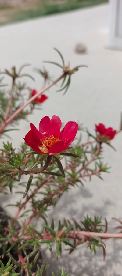 A close-up, vertical-oriented shot shows a vibrant red flower in bloom, with its petals slightly unfurled and its bright orange stamen visible. The flower is part of a sprawling plant with thin, reddish-brown stems and small, needle-like green leaves. Several other closed buds and a few less distinct red flowers are visible in the background. The plant appears to be growing in a pot or on the ground, with a light-colored, possibly concrete, surface occupying the majority of the background. The lighting suggests it is daytime, with a soft, diffused light illuminating the scene. The image does not provide any specific visual cues to place it in Mehrabad, Uzbekistan; it depicts a common garden or potted plant.