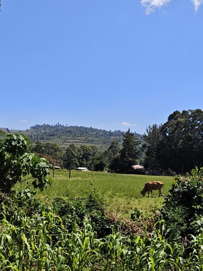 This image depicts a rural landscape within Kaplerartet ward, Kenya, under a clear blue sky. In the foreground, dense green vegetation, primarily identifiable as young corn plants and various shrubs, partially frames the scene. The midground features a vibrant green field or pasture where a single brown cow is observed grazing with its head lowered, facing towards the left side of the frame. Beyond the field, several structures with light-colored roofs are visible amidst scattered trees and what appear to be fence posts or utility poles. The background consists of a prominent range of hills or mountains, heavily covered with trees and exhibiting signs of terraced cultivation. The sky is largely clear, save for a few small white cumulus clouds in the upper portion. The scene is illuminated by bright sunlight, suggesting a clear day.