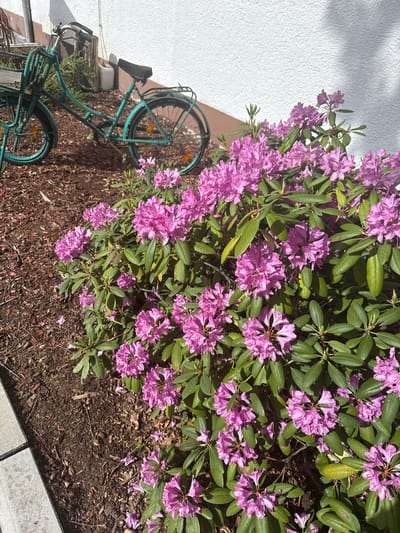 The image shows a garden scene in Bruchköbel, Germany. A green bicycle leans against a white wall, partially obscured by a large rhododendron bush with vibrant purple flowers. The ground beneath the bush is covered with mulch, transitioning to concrete paving stones at the bottom right of the frame. The overall scene suggests a quiet, well-tended garden area, likely adjacent to a building.
