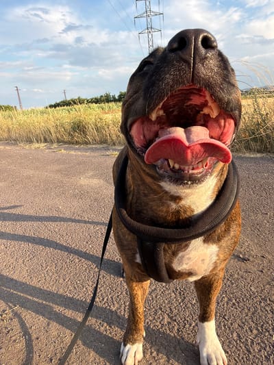 A brindle-colored dog with its mouth wide open, revealing its tongue and teeth, is the central subject of this image. The dog is wearing a black harness and is on a leash, suggesting it is outdoors and possibly on a walk. The background indicates a rural or semi-rural setting, with a gravel or asphalt road, tall dry grass or reeds, and a line of trees in the distance. Power lines and pylons are visible against a sky with scattered clouds. The lighting suggests it is late afternoon or early evening, with the sun casting long shadows on the road. The image appears to have been taken from a low angle, looking up at the dog. The location is identified as Mikulov, Czechia.