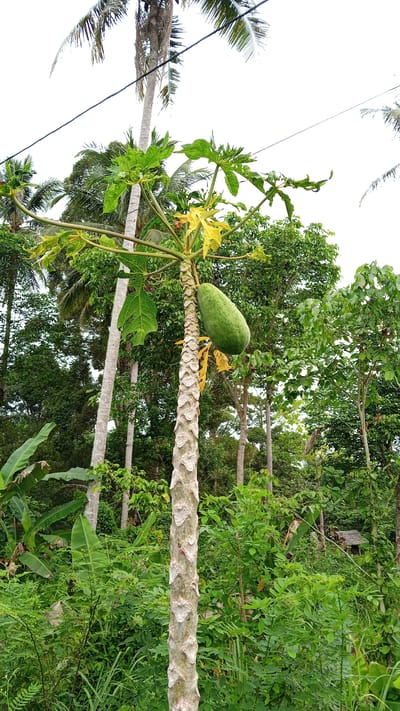 A green papaya hangs from a papaya tree in the city of Meunasahuket, Indonesia. The tree trunk is textured and light brown. The papaya is large and oval-shaped. In the background, lush green trees and vegetation create a dense jungle-like environment. Palm trees are visible in the distance. The sky is overcast and white. Electrical wires stretch across the top of the frame.