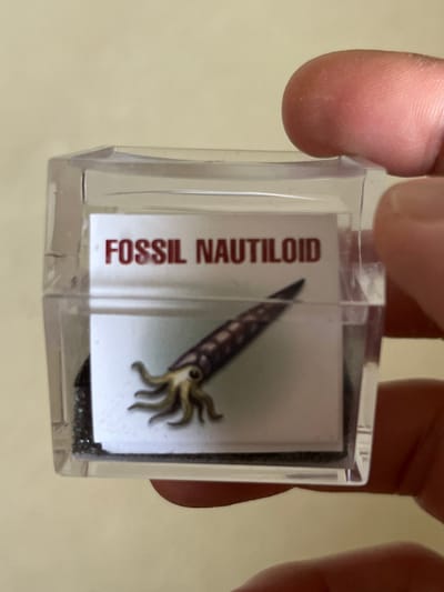 A close-up, eye-level shot captures a person's fingers holding a small, clear, rectangular plastic display case. A thumb rests on the top edge of the case, while a forefinger grips the side, presenting the object directly to the viewer. Inside the transparent case, an informational card is prominently displayed, oriented vertically.

The card features bold, red, sans-serif text that clearly reads "FOSSIL NAUTILOID." To the right of this text, an illustration depicts a creature resembling an ancient cephalopod. It has a long, dark, conical, and segmented shell, with yellowish-tan tentacles emerging from the wider end of the shell. Behind the card and illustration, a dark, granular material, possibly fine sand or crushed rock, partially fills the interior of the case.

The background is a softly lit, plain, light beige or off-white surface, suggesting an indoor setting. The scene focuses on the display item, highlighting its details under ambient lighting. The activity involves the simple act of holding and showcasing this collectible or educational piece. While the location context of Middle Park, Australia is provided, there are no specific visual cues within the image to confirm this.