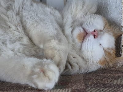 This is a close-up, overhead shot of a cat sleeping on its back on a textured, brown and tan mat. The cat is predominantly white with patches of orange fur on its head and tail. Its fur is long and fluffy. The cat's face is visible, with its eyes closed and a pink nose. Its paws are tucked towards its chest. The background shows a textured, light-colored wall on the right side, and the mat covers the rest of the visible surface. The lighting suggests it is daytime. There is no visible text in the image.
