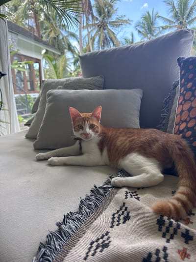 A medium, slightly off-level shot shows an orange and white cat lying on a couch. The cat is positioned facing the camera with its paws extended. The cat is wearing a collar. A woven patterned throw blanket is draped over the couch. Several gray pillows are stacked behind the cat. Outside of a window, tropical palm trees are visible against a partly cloudy blue sky. Based on the setting, this photo was taken in the city of Mas, Indonesia.