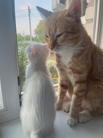 Two cats are perched on a windowsill, with a window screen in the foreground and foliage visible through the window. An orange tabby cat is on the right, sitting upright and facing left with its head lowered, as if interacting with the other cat. A white cat is on the left, standing and facing the orange cat. The white cat's head is tilted up, and its nose is close to the orange cat's. The environment appears to be indoors, with a white windowsill and window frame. The background outside the window suggests an outdoor setting with greenery and a building structure. The scene is illuminated by natural light. The specific location in Dvubratskiy, Russia, is not discernible from the image itself.