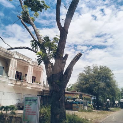 The image presents a daytime street scene in Blangbladeh, Indonesia, featuring a large, multi-trunked tree prominently in the foreground and center. The tree has rough, dark bark, with some branches bearing green leaves while others are bare or appear to have been recently pruned.
To the left of the tree stands a two-story building with a light-colored facade, accented by decorative vertical stripes and diamond patterns. The building features multiple windows and balconies with railings on the upper floor, and what appear to be garage doors on the ground level. A dark vehicle is partially visible behind some foliage in front of this building.
On the right side, behind the main tree, a smaller, covered structure resembling a food stall is visible, bearing a sign or banner that partially reads "n Geprek AA. Lia". Further in the background on the right, dense green trees line a paved road that curves away, with another vehicle partially visible. The sky above is a bright blue with scattered white cumulus clouds, indicating fair weather.
In the lower left foreground, a blurry sign for "WARUNG NIKMAT" (Enjoyable Stall) is discernible, listing beverages such as "ES TEH" (Iced Tea), "ES JERUK" (Orange Juice), "LEMON TEA," "CAPPUCCINO BLEND," and "SUSU MURNI" (Pure Milk). The scene captures a typical roadside environment with local commercial establishments and residential structures.