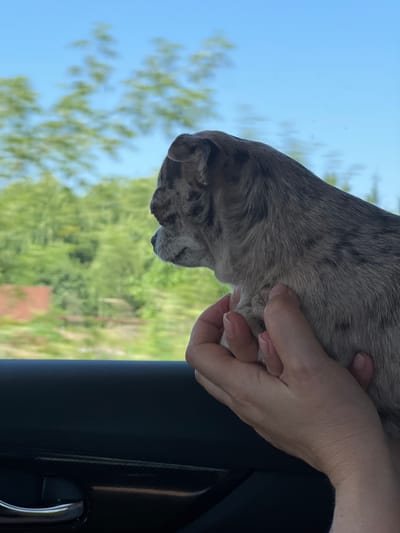 The image shows a close-up, side profile view of a small dog, possibly a Chihuahua or a similar breed, being held by a person's hands. The dog has a merle coat pattern with shades of gray and tan. Its head is turned to the left, and it appears to be looking out a window. The background outside the window is blurred, indicating movement, and shows green trees and a blue sky. The person's hands are visible supporting the dog, with well-maintained fingernails. The dog is inside a vehicle, as suggested by the dark car door and handle visible at the bottom of the frame. The scene appears to be captured during daylight hours. There is no specific indication of the city of Pustomyty, Ukraine in the image.