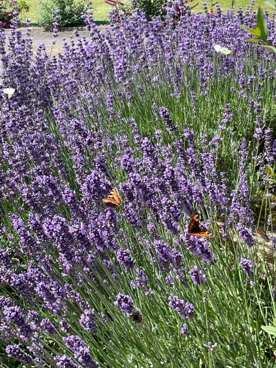 This media file captures a vibrant close-up view of a dense field of blooming lavender. The image is dominated by the rich purple hues of the lavender flowers and the contrasting green stems, creating a textured and visually appealing scene. Several butterflies are present, adding pops of color and movement to the floral landscape. One butterfly, with orange and black markings, is prominently featured on a lavender stalk, its wings spread as if basking in the sun. Another white butterfly is also visible, adding to the delicate beauty of the scene.
The sun appears to be shining, casting a bright light that highlights the details of the flowers and insects. The overall impression is one of a serene and natural setting, likely a garden or a field in a rural area. The presence of lavender suggests a warm and pleasant environment, possibly during the late spring or summer months when lavender is in full bloom. The image conveys a sense of peace and natural beauty, inviting the viewer to imagine the scent of lavender and the gentle flutter of butterfly wings. There are no people or visible text in the image.