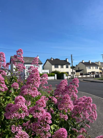 In the foreground of the image, a dense cluster of vibrant pink flowers, likely Centranthus ruber (Red Valerian), dominates the frame. Their small, clustered blossoms create a soft, textured mass, with some appearing in sharp focus while others are softened by the depth of field. Behind the flowers, a paved sidewalk is visible, leading to a road with clear lane markings.
In the midground, a row of residential houses lines the street. These are typical suburban homes, mostly painted white or cream with dark-tiled roofs. Some houses have visible chimneys, and windows are present on their facades. Greenery, including hedges and small trees, is interspersed between the houses and along the property lines. Power lines and utility poles are also visible against the bright blue sky.
The sky itself is a clear, cloudless blue, suggesting a sunny day. The presence of a crescent moon is faintly visible in the upper left quadrant of the sky. The overall impression is a quiet, residential street scene on a bright, pleasant day.
Based on the architectural style of the houses, the prevalence of hedging, and the commonality of this type of flower in garden settings, this scene is consistent with residential areas in Portlaoise, Ireland. It is a typical suburban streetscape, featuring manicured gardens and standard housing developments. No people are visible in the image.