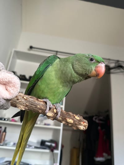 A green parakeet is perched on a wooden branch in what appears to be an indoor setting. The parakeet is facing right, with its head turned slightly towards the camera. It has bright green feathers, a pink beak, and dark eyes. Its feet are visible, gripping the branch. To the left of the parakeet, a fluffy pink toy is partially visible. The background consists of shelves filled with various objects, suggesting a home environment. The lighting is soft and diffused. There is no indication of the image being located in Heerhugowaard, Netherlands.