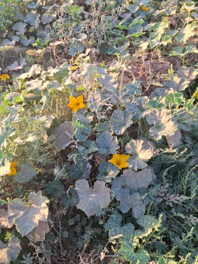 An outdoor, high-angle, full shot captures a dense patch of pumpkin plants growing in what appears to be a field or garden. The plants are characterized by their large, lobed, green leaves, some of which are tinged with gray dust. Several bright yellow pumpkin flowers are visible among the foliage, with two prominent ones in the foreground and midground. The ground beneath the plants is mostly soil with scattered dry vegetation. The lighting suggests it is daytime, possibly late afternoon or early morning, casting long shadows and highlighting the texture of the leaves. The scene is devoid of any human presence or activity.