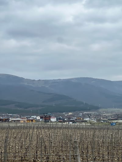 The image presents a panoramic view of Vinogradnoe, Russia, under an overcast, light grey sky. In the foreground, a dormant vineyard spans the lower half of the frame, characterized by numerous parallel rows of leafless, brown grapevines supported by wooden posts and horizontal wires. The soil between the vines is visibly brown and bare. The midground features a settlement composed of various detached houses, displaying diverse roof colors including red, white, brown, and grey. A distinct yellow-painted house is visible among these structures. To the right of the settlement, a blue rectangular container or structure bears Cyrillic text, specifically "ВОСТОК" (Vostok). Utility poles and associated wiring are present within and around the settlement area. The background is dominated by a series of rolling, dark grey-blue mountains, with lower slopes exhibiting visible evergreen tree lines. A faint, winding dirt path or road is discernible on one of the distant hillsides. No individuals or active subjects are present in the scene.