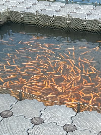This image captures an overhead view of a fish farm located in Miatli, Russia, showcasing a dense school of light-colored fish, likely a type of trout or salmon, swimming in an aquatic enclosure.
The main subjects are the numerous fish, which appear golden, pale orange, or brownish, characterized by their elongated bodies. They are tightly packed together and actively swimming in relatively clear water, which reflects sunlight, suggesting it's daytime with bright conditions.
The fish are contained within a netted enclosure. A fine-mesh net is visible on the left side of the frame, separating the fish from deeper, darker water. Another section of net is partially visible on the right, connecting to a floating platform.
Surrounding the fish enclosure are grey, modular floating platforms. These platforms interlock and feature a textured surface with parallel lines and circular, grate-like inserts. They appear to serve as structural support for the enclosure or a walkway. One of these platforms, in the bottom right corner, has faintly visible text: "25-0047761".
The scene depicts a typical aquaculture setting, highlighting the dense population of farmed fish within their managed environment. No people are visible in the frame. The overall impression is one of organized aquatic cultivation.