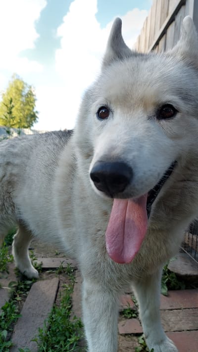The image is an extreme close-up, low-angle shot of a Siberian husky dog's face. The dog is light-colored with white and gray fur, and its tongue is hanging out, appearing pink and slightly purplish. Its dark brown eyes are looking directly at the camera. The dog's black nose is prominent in the foreground.
The background is blurred, but suggests an outdoor setting. To the left, there are some green plants and what appear to be wooden planks or bricks laid out on the ground. Above and to the right, a bright blue sky with scattered white clouds is visible, along with the blurred green foliage of a tree. The lighting suggests it is daytime, likely sunny given the brightness of the sky.
The image captures a moment of playful interaction or a curious head-on pose from the dog. The close framing and the dog's direct gaze evoke a sense of intimacy and engagement with the viewer. There is no visible text in the image. The location context of Kamenka, Russia, does not provide specific visual cues within the image itself, but suggests a rural or suburban outdoor environment common in such regions.