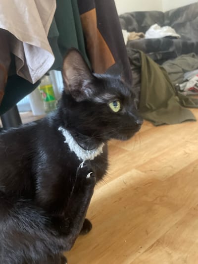 A black cat with green eyes and a white collar is sitting on a wooden floor. The cat's claws are extended, and it appears to be grooming itself. In the background, there is a couch and some clothing. The scene is indoors and appears to be a domestic setting. There is no indication of the location being in Jirkov, Czechia.