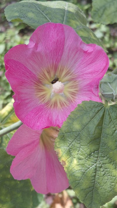 A close-up, eye-level, outdoor shot captures two vibrant pink hollyhock flowers in full bloom. The larger flower, prominently featured in the foreground, displays delicate, almost translucent petals with visible veins radiating from its pale yellow center. Nestled within this central area is a small, dark insect, possibly a fly. The flower's petals are a rich pink, transitioning to lighter shades and yellow hues towards the center.

Partially obscuring the upper right portion of the main flower is a large, textured green leaf. This leaf exhibits a slightly aged appearance, with patches of yellow and brown mottling, indicating it may be nearing the end of its season or experiencing some environmental stress. Another, less distinct pink hollyhock bloom is visible in the background, its petals slightly out of focus.

The background is a soft blur of green foliage and hints of brown, suggesting a garden or natural outdoor setting. The lighting appears to be natural daylight, possibly mid-morning or late afternoon, casting soft shadows and illuminating the flowers' vibrant colors. No people or visible text are present in the image. The overall impression is one of natural beauty and the quiet, unassuming activity of insect life within a floral environment. The location context is Ak-Döbө, Kyrgyzstan.