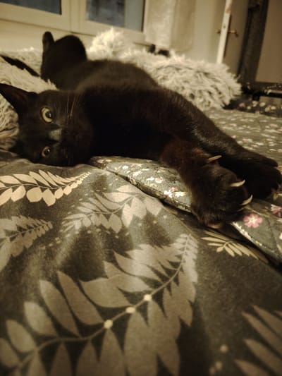 A black cat rests on a bed with a patterned gray and white leafy design. Its paws are extended, revealing sharp claws. Another black cat sits behind it, partially obscured by a fluffy, white cushion. The scene is softly lit, possibly indoors near a window, suggested by the diffused light. A glimpse of a door and part of a frame can be seen in the background.