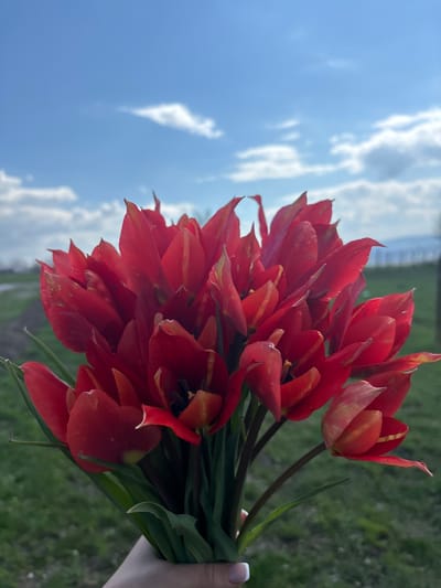 The image depicts a bouquet of red and yellow tulips held against a backdrop of a partly cloudy sky and greenery. The tulips are in focus, with the sky and greenery slightly blurred. A hand is holding the flowers. Based on the context, the location is likely near or in Makariopolsko, Bulgaria.