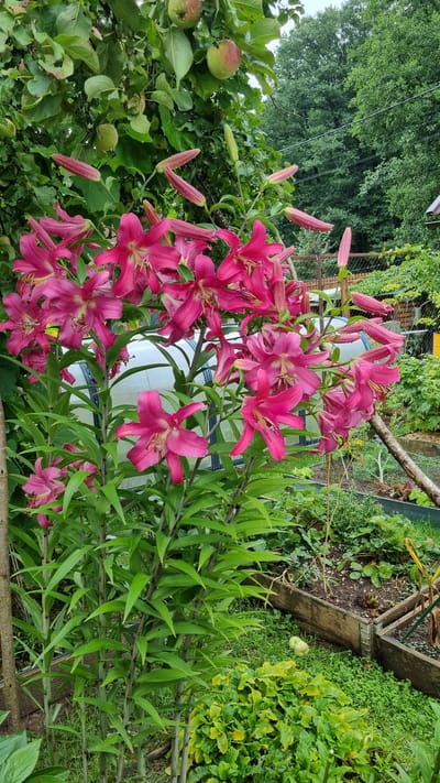 The image depicts a vibrant garden scene in Солнечная Поляна-3 Снт, Russia, dominated by a cluster of deep pink lilies in full bloom. The lilies are tall and elegant, with their petals unfurled and some buds still tightly closed, suggesting a late spring or early summer setting. Lush green foliage provides a verdant backdrop, with broad leaves on the lily stalks and other surrounding plants. Above the lilies, an apple tree is visible, bearing several green and reddish apples. In the background, a greenhouse with a clear plastic covering stands amongst the greenery, indicating a cultivated garden environment. Beyond the immediate garden, a wooden fence and more trees can be seen, hinting at the rural or suburban nature of the location. The overall impression is one of natural beauty and horticultural abundance.
