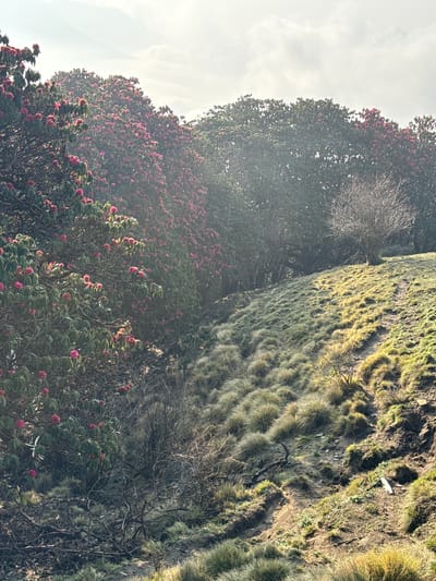 The image depicts a hillside in Lwang Ghalel, Nepal. The hill is covered in patches of grassy terrain and dense clusters of rhododendron trees, many in full bloom with vibrant pink flowers. The scene is partially obscured by a hazy or misty atmosphere. A portion of the hillside is bare and covered with vegetation. A white object is also on the hillside. The image is shot from a low angle, looking upwards toward the top of the hill.