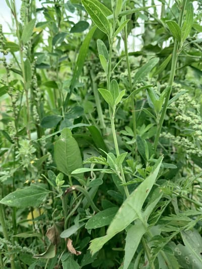 The media file is a close-up, ground-level shot of green foliage. The scene is dominated by various types of leafy plants with thin stems. Some leaves are elongated and slender, while others are broader with serrated edges. Small clusters of developing seed heads or flowers are visible throughout the greenery, appearing as tiny green bumps. The lighting suggests an outdoor setting, likely during daylight, though the specific time of day and weather conditions are not discernible. The focus is entirely on the plants, with no people, man-made objects, or distinct landmarks to indicate a specific location beyond the general context of Kyrgyzstan. The image is likely a botanical study or a casual observation of natural vegetation. No text is visible.