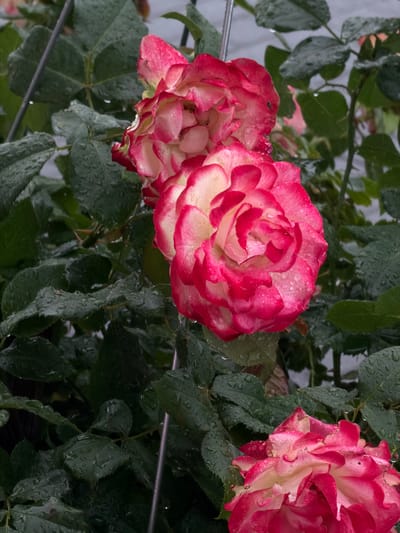 A close-up, slightly overhead shot captures three blooming roses with pink and cream-colored petals, glistening with water droplets. The roses are set against a backdrop of dark green, wet leaves. The scene is devoid of people or any visible signs of human activity. The image does not provide any information about its location in Bobrovo, Russia.