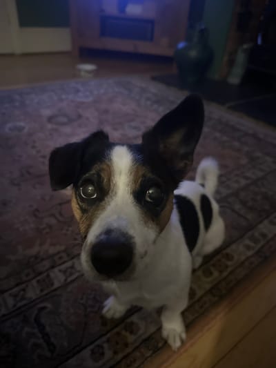 The image depicts a small, tricolored dog, primarily white with black and tan markings, positioned centrally in an indoor domestic setting in Salisbury, United Kingdom. The dog, likely a terrier breed, has a white head with tan patches above its dark eyes and black patches around its ears; one ear is erect while the other is partially flopped. Its nose is black. The dog is looking directly upwards towards the camera, appearing attentive. Its body is mostly white with a distinct black patch visible on its left side.
The dog is situated on a patterned rug featuring muted red/burgundy and cream/beige tones with intricate designs. The rug partially covers a lighter wooden floor, visible in the foreground and right side. In the background, to the right of the dog, a dark green or black vase rests on a dark mat. Further back and right, a dark wooden cabinet or shelving unit is visible, with a faint blue light source emanating from within or above it. In the middle-left background, a white cup or container is present on the wooden floor beyond the rug. The scene is dimly lit, with reflections in the dog's eyes indicating artificial light sources. No human individuals are visible.